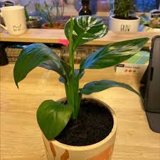 They're easy to maintain, and they can make a lovely addition to your home. Sensation Peace Lily Plant Care Water Sunlight And Nutrients