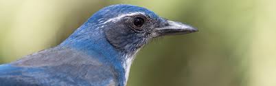 Since it was written i have posted photos and life history information on each bird listed. Backyard Bird Shop Design Builders