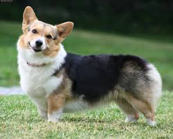 Maybe you would like to learn more about one of these? Cardigan Welsh Corgi Puppies Rescue Pictures Information Temperament Characteristics Animals Breeds