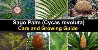 Check spelling or type a new query. Sago Palm Tree Care And Growing Instructions