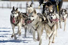 While some of these breeds originated or were developed. Mush Experience Alaskan Dog Sledding Alaska Adventure Unlimited
