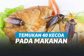 Produk yang sering digunakan untuk mengusir kecoa biasanya adalah spray aerosol dan jebakan racun. Cewek Ini Ditemukan 40 Kecoa Dari Makanan Yang Dibeli Online Indonesia News Feed