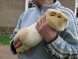 Alle frauen sehen wie normale frauen aus, russische frauen jedoch sehen aus wie göttinnen. Meerschweinchen Rassen Hier Dreht Sich Alles Um Meerschweinchen