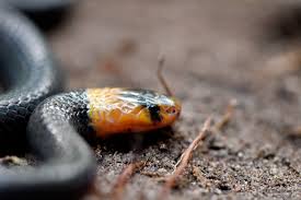 Image result for Disa katangensis