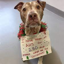 * by appointment only, no pets onsite. Longtime Rescue Dog Wants A Home For The Holidays Fox23 News