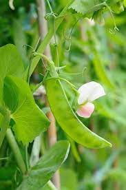 How to pick peas from the garden. How To Harvest And Store Peas
