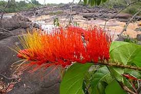 Image result for Combretum psidioides