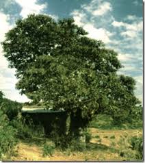 Image result for Cordia africana