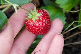Provide adequate space for sprawling. Mara Des Bois Strawberries Out Of My Shed