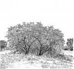 Image result for Grewia decemovulata