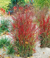 Ziergras Roter Strahl Ziergras Winterharte Pflanzen Garten Graser Im Garten