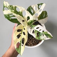 Variegated Monstera Adansonii Plants Unusual Plants Variegated Plants