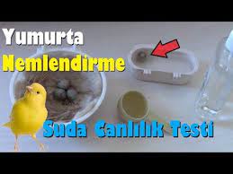 kanarya yumurta nemlendirme su icinde yavru canlilik testi nasil yapilir youtube yumurta su youtube