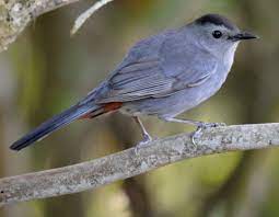 Gray Catbird Overview All About Birds Cornell Lab Of Ornithology