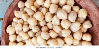 Image result for Cicer