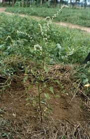 Image result for Celosia trigyna