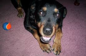 Rottweiler lab mix life expectancy. Rottweiler Lab Mix Shop For Your Cause