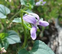 Image result for Viola abyssinica