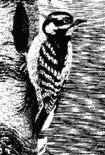Black And White Spotted Bird In Michigan Dnr Winter Wildlife Woodpeckers
