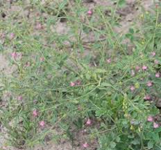 Image result for Hermannia kirkii