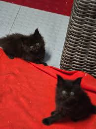 Some very black kittens. They are very cool, little black panthers 🥰