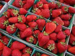 The united states customary cup holds 8 fluid ounces. Strawberry Measures And Equivalents That Make Cooking Easier Homestead Acres