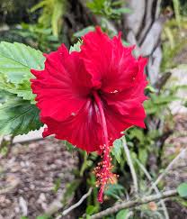 Image result for Hibiscus ludwigii