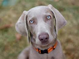 It may, however, compete in all other american kennel club and wca activities with a dq (spay/neuter) certificate from the wca national office. Weimaraner Price Temperament Life Span