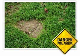 What is the best bare spot grass seed? Prevent Annual Meadow Grass After Drought Damage