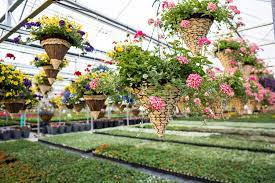 Maybe you would like to learn more about one of these? Amherst Greenhouse Home Facebook