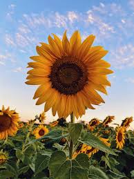Feel free to share with your friends. Checkered Wallpaper With Sunflowers
