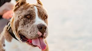 Abkc american xl bully puppies we have 5 stunning pups looking for there forever homes. Best Dog Foods For The American Bully Puppies Adults Seniors