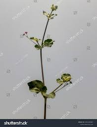 Image result for Boerhavia repens