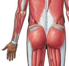 We hope this picture main muscles of human body anterior view can help you study and research. Https Www Pearsonhighered Com Assets Samplechapter 0 1 3 4 013439495x Pdf