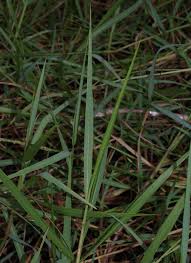 Image result for Setaria geminata
