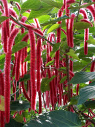 Image result for Acalypha segetalis