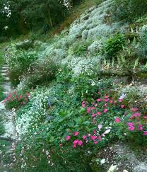 Notre Talus Oriente Au Nord Terre Sableuse Tres Pauvre Organisee En Terrasses Avec Des Rondins D Acacias Hauteur 12 Metres Floraisons Successives De N Plants
