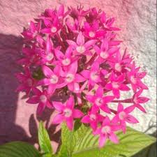 Bunga pentas berbentuk mungil dan bergerombol dengan warna terang seperti pink, ungu, krem dan putih. Tanaman Hias Bunga Pentas Shopee Indonesia