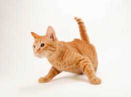 ‪Cats have 276 facial expressions. Why? | National Geographic‬‏