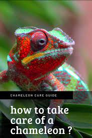 How To Take Care Of A Chameleon Chameleon Pet Chameleon Care Chameleon