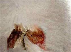 Allergies in cats and kittens can affect each feline differently. Know Your Cat Feline Allergy