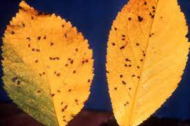 Check spelling or type a new query. Cherry Leaf Spot Ohioline