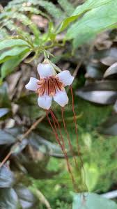 Image result for Strophanthus kombe