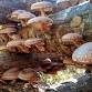 Mushroom Inoculation Workshop event image