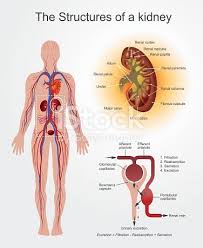 Pin On Med Surg Nursing