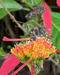 Image result for Rourea coccinea