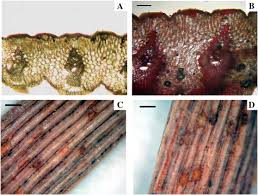 Image result for Xerophyta scabrida