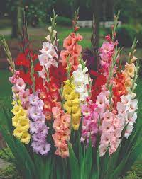 Plus, while 130 seems like a lot, when you spread them throughout the garden, it really isn't all that much. Gladioli Finished Flowering Here S What To Do Next Grownups New Zealand