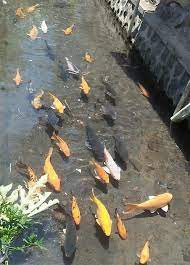 Coba review bentuk keramba di dalam saluran air sungai bagai mana bentuk nya. Di Kampung Ikan Kluncing Ada Ikan Warna Warni Dipelihara Dalam Parit Yang Jernih Seperti Di Jepang