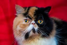 Do persian cats shed alot? Characteristics And Care Of Persian Cats Lovetoknow